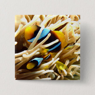 Clown Fish Pinback Button