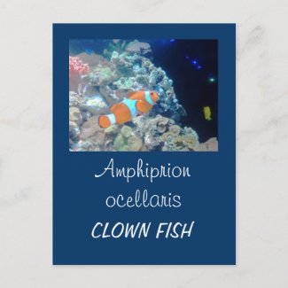 Clown fish