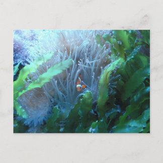 Clown Fish Postcard