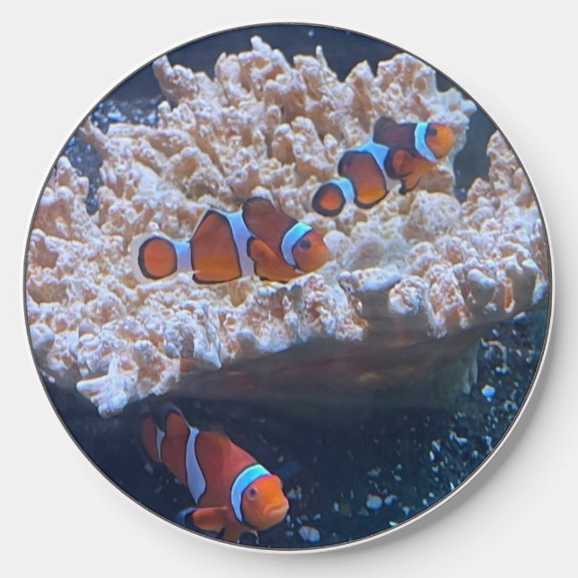 Clown Fish Wireless Charger (Front)
