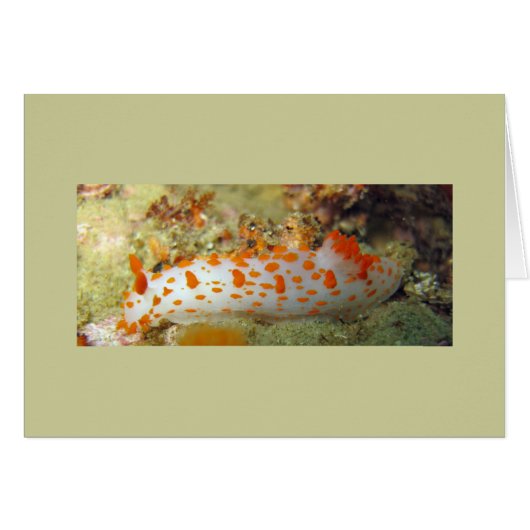 Clown Nudibranch Cards (Front Horizontal)