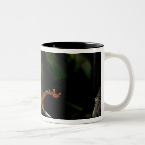 Clown Treefrog Hyla leucophylatta Native to Two_Tone Coffee Mug