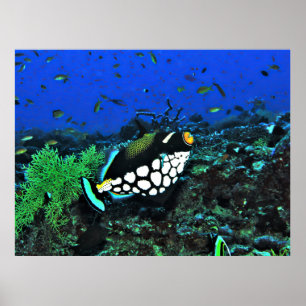 Clown Trigger on the Reef Poster