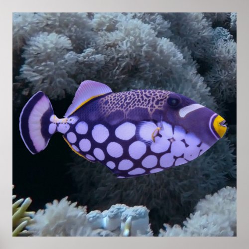 Clown Triggerfish Poster