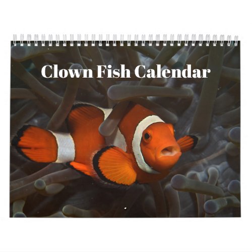 Clownfish 2024 calendar