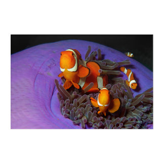 Clownfish are always in move | Busy Anemonefish |  Acrylic Print