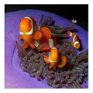 Clownfish are always in move | Busy Anemonefish |  Acrylic Print