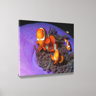 Clownfish are always in move | Busy Anemonefish |  Canvas Photo Tile