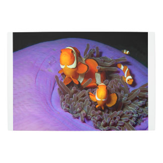 Clownfish are always in move | Busy Anemonefish |  Metal Print