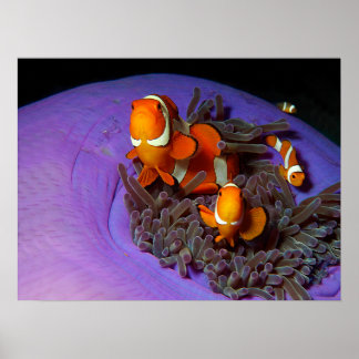 Clownfish are always in move | Busy Anemonefish |  Poster