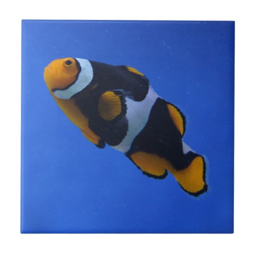 Clownfish Ceramic Tile