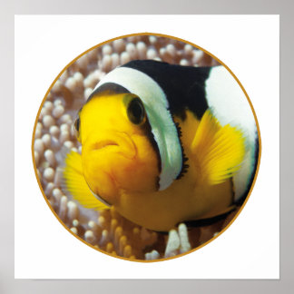 Clownfish - Close-Up! Round Photographic Design |  Poster