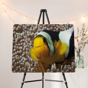Clownfish - Close-Up! So cute - Nemo in Anemone Foam Board