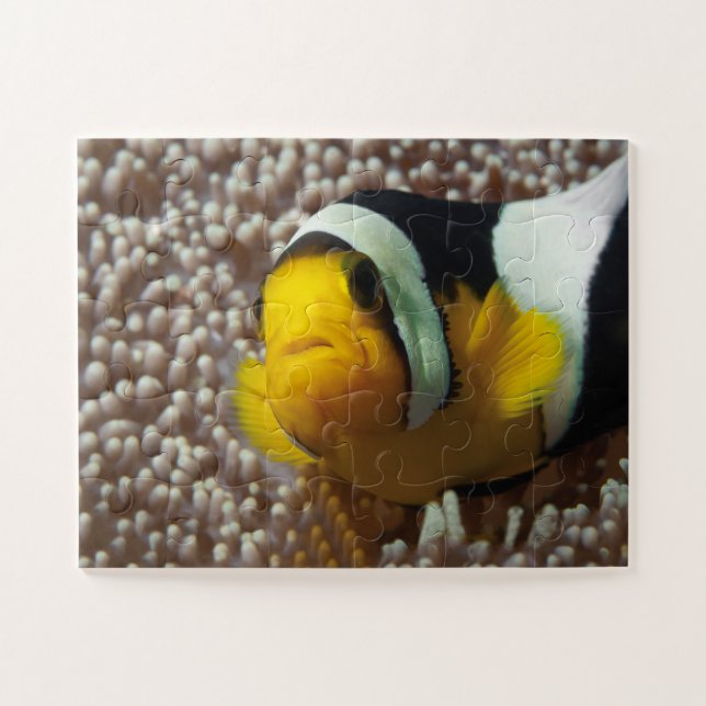 Clownfish - Close-Up! So cute - Nemo in Anemone |  Jigsaw Puzzle (Horizontal)