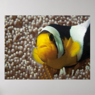 Clownfish - Close-Up! So cute - Nemo in Anemone |  Poster