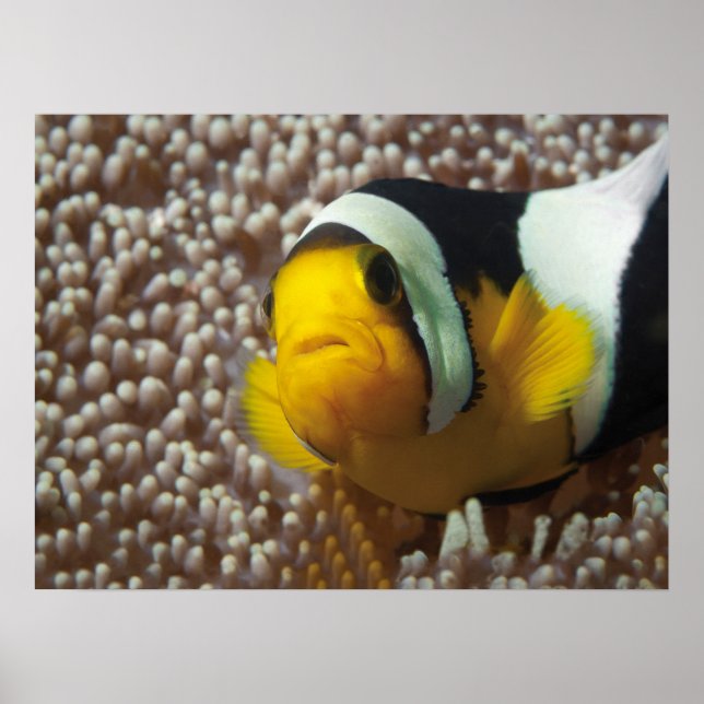 Clownfish - Close-Up! So cute - Nemo in Anemone |  Poster (Front)