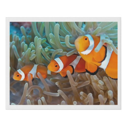 Clownfish Faux Canvas Print