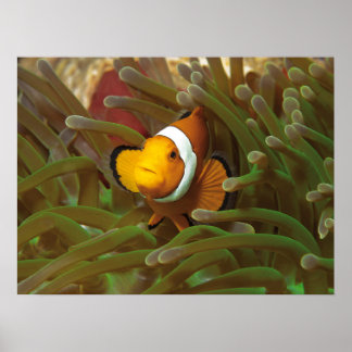 Clownfish in green anemone. Coralreef Raja Ampat | Poster