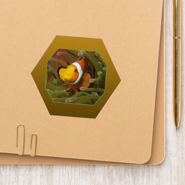 Clownfish in green anemone. Photographic Design |  Patch (On Folder)