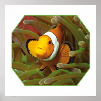 Clownfish in green anemone. Photographic Design |  Poster
