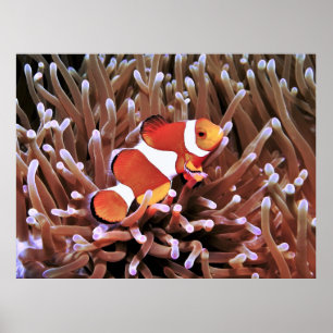 Clownfish in the Philippines Poster