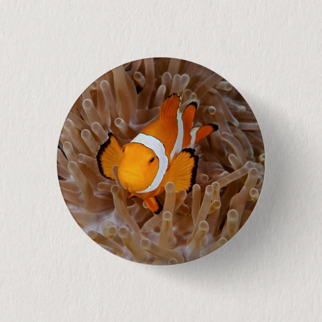 Clownfish - Molokai, North Shore Cliff Button (Front)