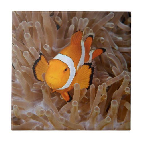 Clownfish _ Molokai North Shore Cliff Ceramic Tile