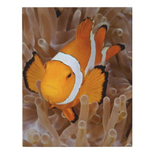 Clownfish - Molokai, North Shore Cliff Faux Canvas Print