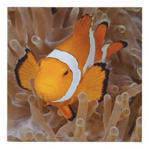 Clownfish - Molokai, North Shore Cliff Faux Canvas Print