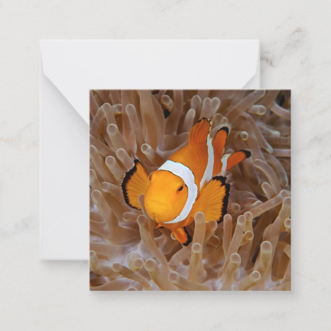 Clownfish - Molokai, North Shore Cliff Note Card (Front)