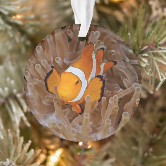 Clownfish - Molokai, North Shore Cliff Ornament (Tree)