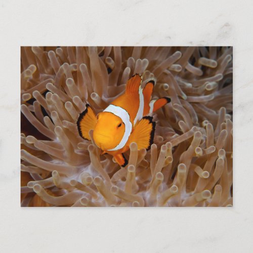 Clownfish _ Molokai North Shore Cliff Postcard