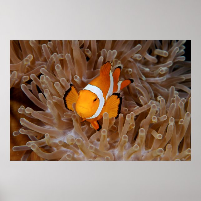 Clownfish - Molokai, North Shore Cliff Poster (Front)