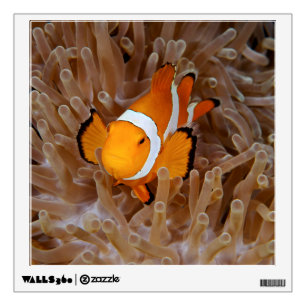 Clownfish - Molokai, North Shore Cliff Wall Decal
