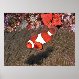 Clownfish of Raja Ampat Poster