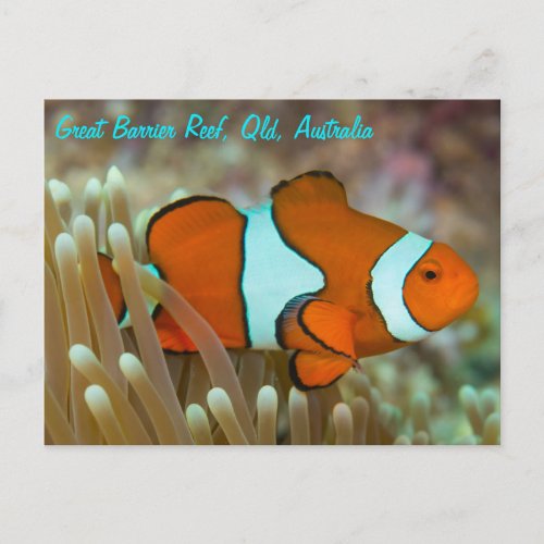 Clownfish on the Great Barrier Reef Postcard