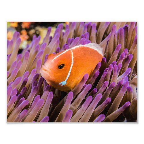 Clownfish Photo Print