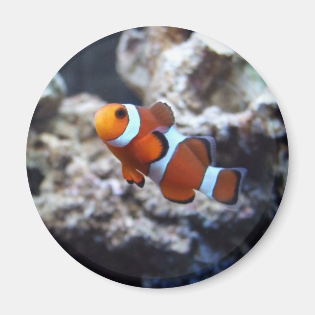 Clownfish Photography Magnet (Front)