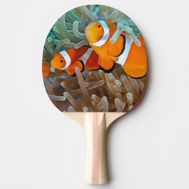 Clownfish Ping-Pong Paddle (Front)