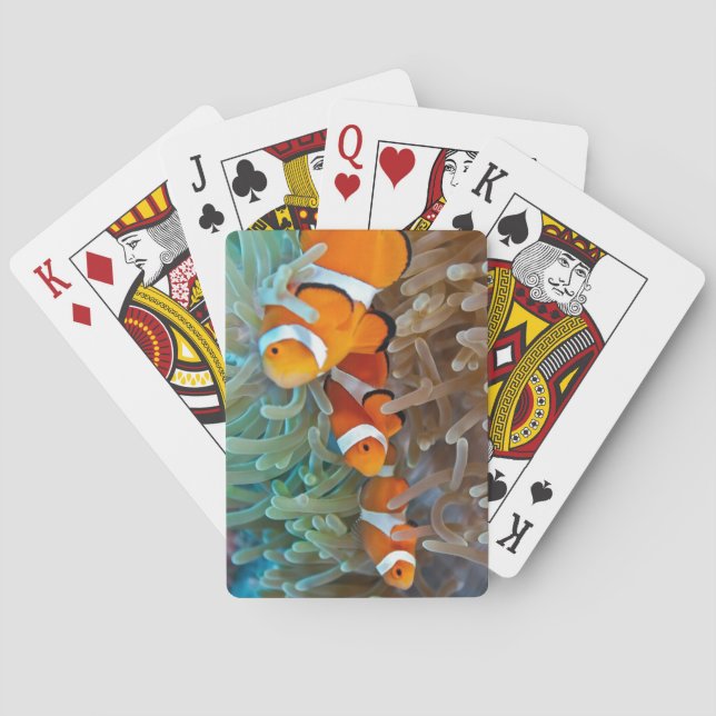 Clownfish Poker Cards (Back)