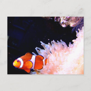 Clownfish Postcard