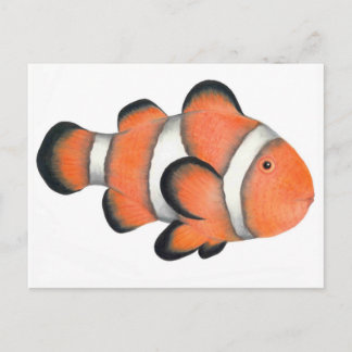 Clownfish Postcard