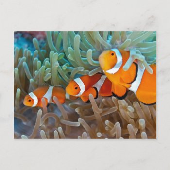 Clownfish Postcard by wildlifecollection at Zazzle