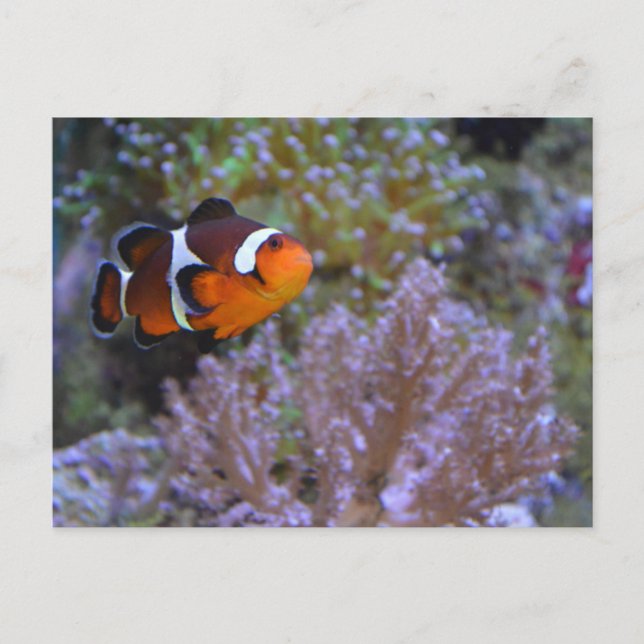 Clownfish Sea Anemone Coral Underwater Cute Photo Postcard (Front)