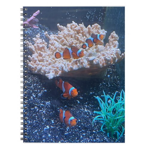 Clownfish Spiral Photo Notebook