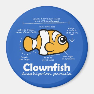Clownfish Statistics Magnet