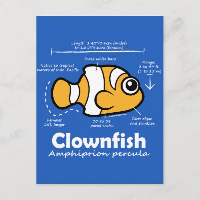 Clownfish Statistics Postcard