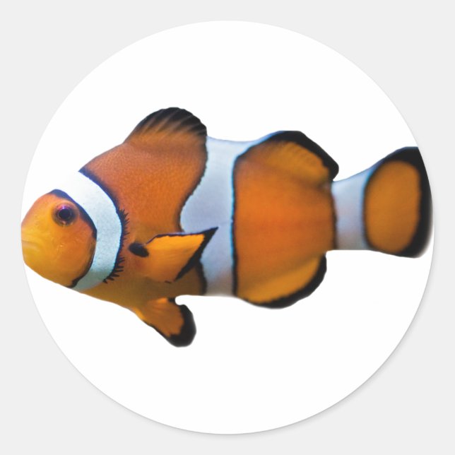 Clownfish Sticker (Front)