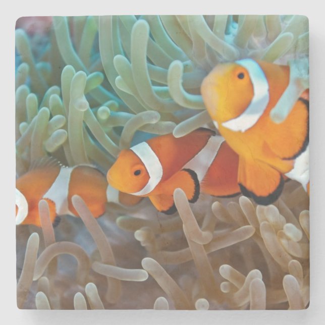 Clownfish Stone Coaster (Front)