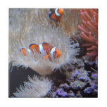 Clownfish Tile